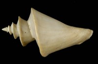 藏品(旋梯螺)的圖片